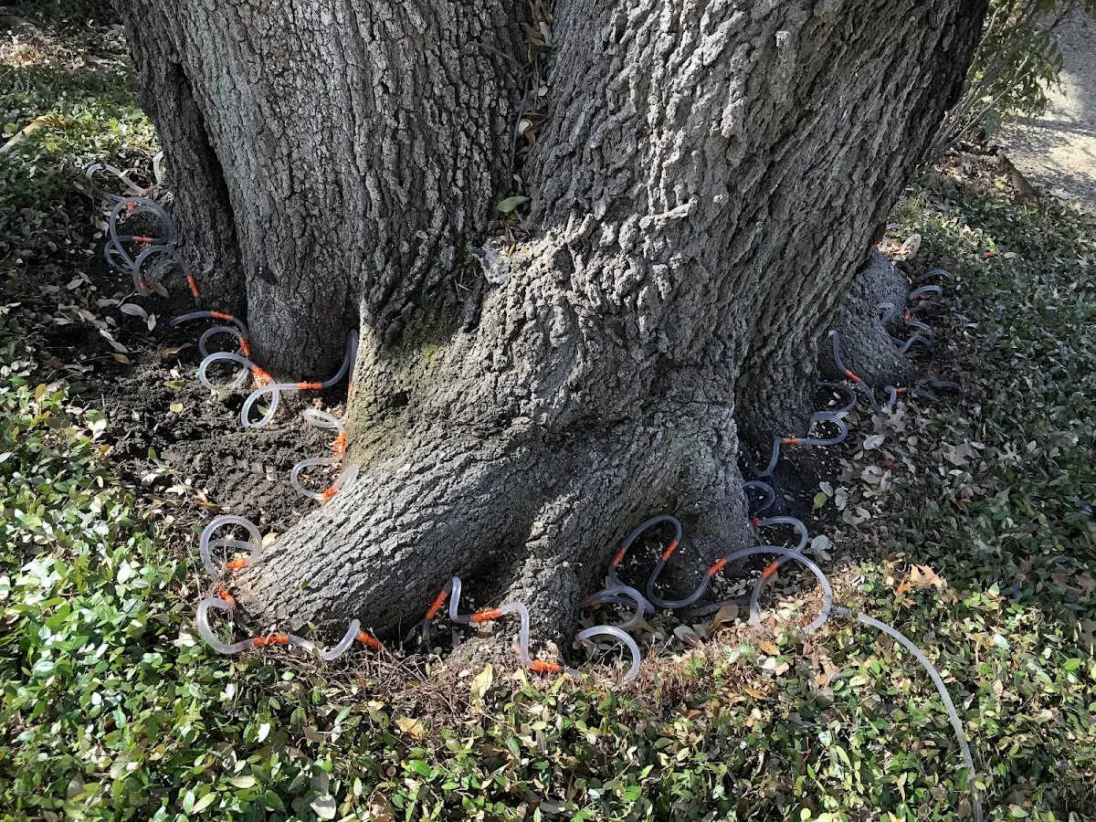 Detailed Tree Cabling and Bracing job site in Craigsville