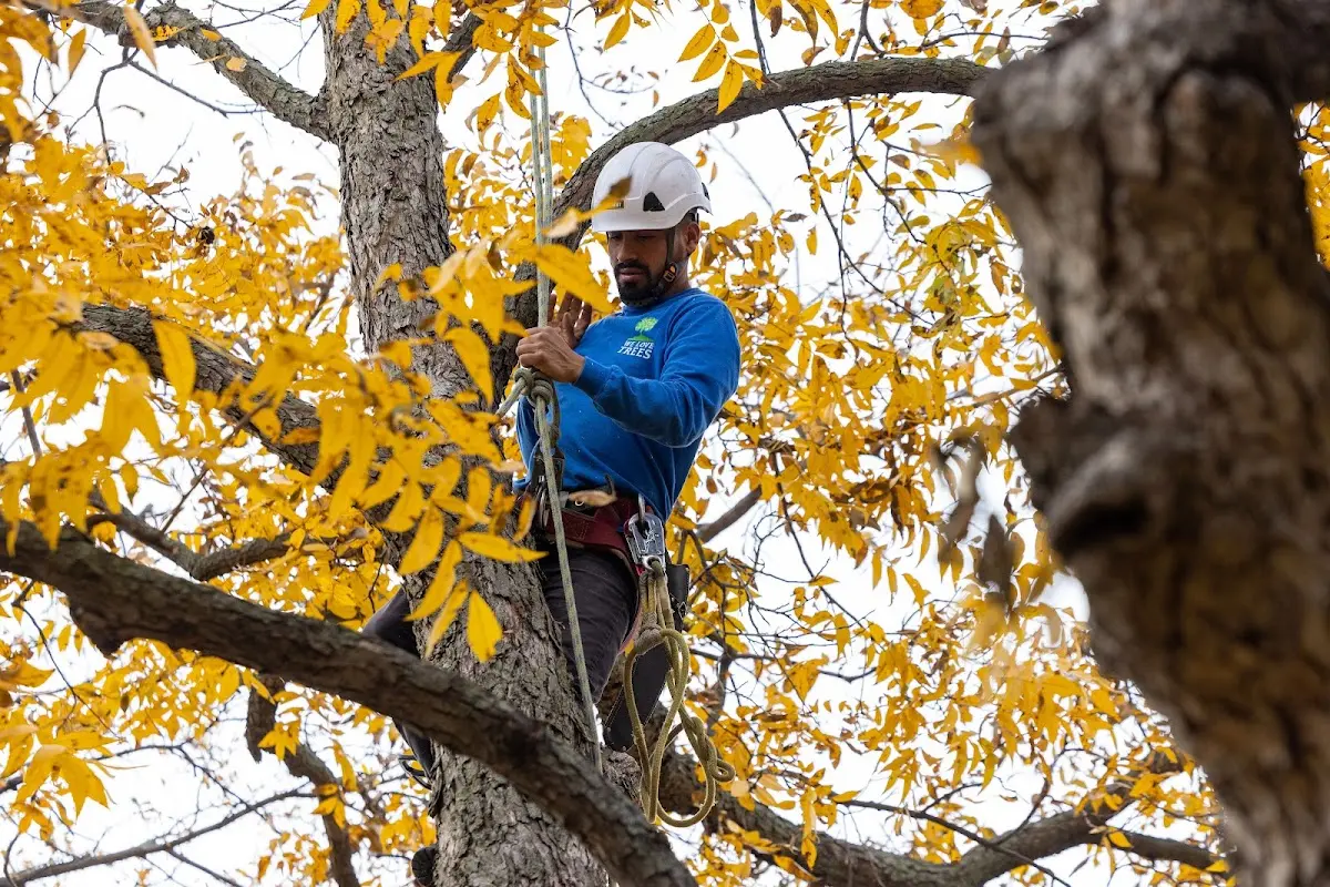 Skilled Tree Planing crew working in Craigsville